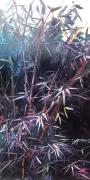 Pueple Bamboo No.3;